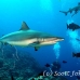 shark_greyreef_kk_h_0705_png1502.jpg
